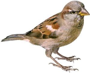 Sparrow PNG-20110